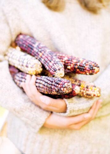 A-Maize-ing Maize: The History of Corn